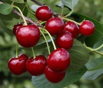 Вишня Память Вавилова (Prunus cerasus 'Pamyat Vavilova')