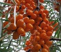 Облепиха Масленичная (Hippophae rhamnoides 'Maslenichnaya')