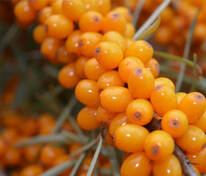 Облепиха Янтарная (Hippophae rhamnoides 'Yantarnaya')