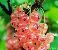 Смородина красная Голландская розовая (Ribes rubrum 'Gollandskaya Rozovaya')