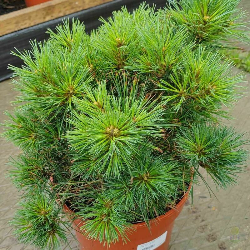 Сосна Веймутова Грег (Pinus strobus ' Greg')