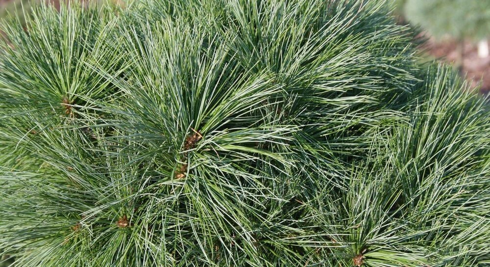 Сосна Веймутова Грег (Pinus strobus ' Greg')