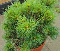 Сосна Веймутова Грег (Pinus strobus ' Greg')