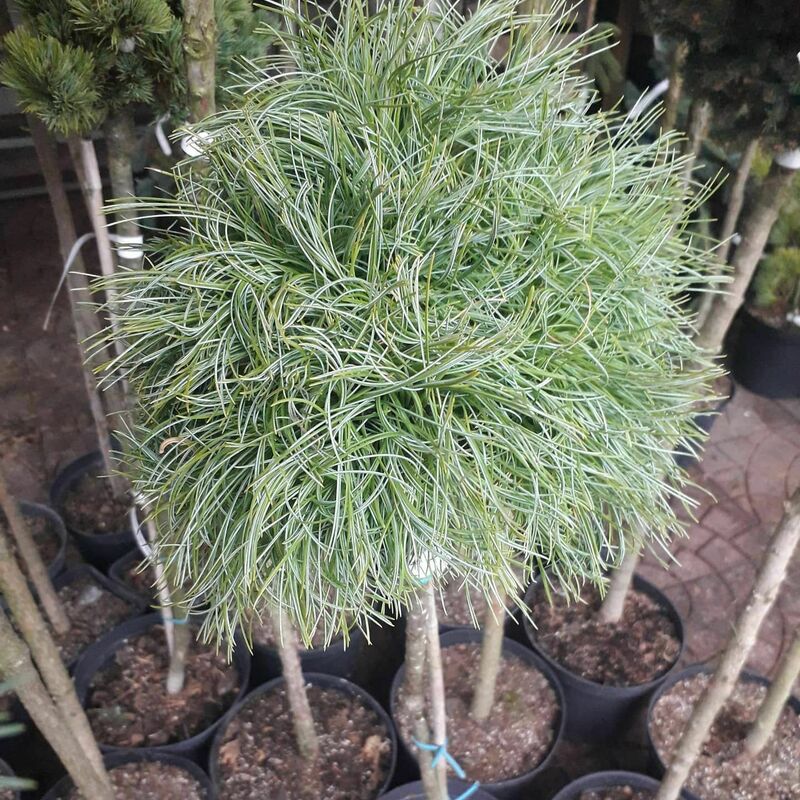 Сосна Веймутова Грин Твист (Pinus strobus 'Green Twist')