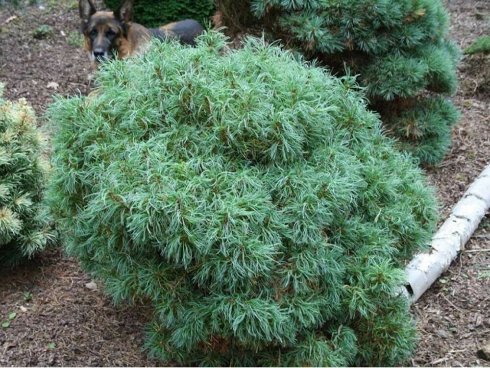 Сосна Веймутова Грин Твист (Pinus strobus 'Green Twist')