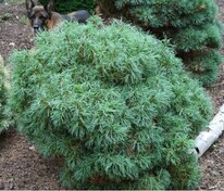 Сосна веймутова "Green Twist" (Грин Твист)