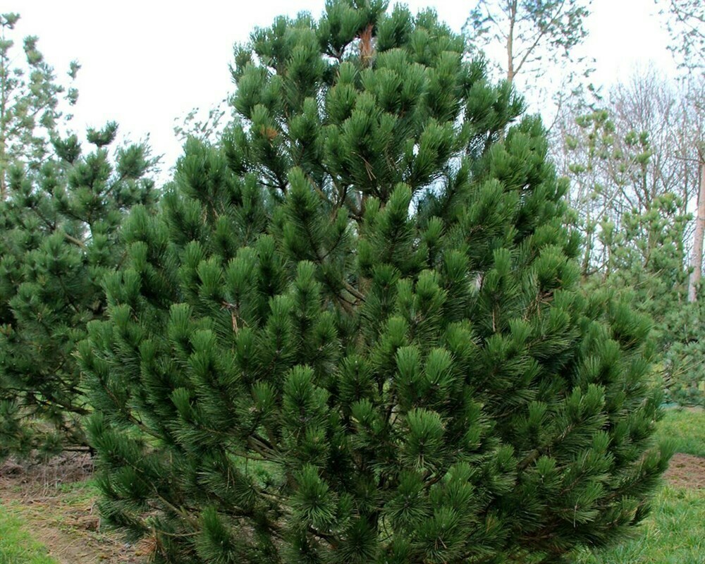 Сосна Гельдрейха Сателлит (Pinus heldreichii 'Satellit')