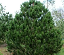 Сосна Гельдрейха Сателлит (Pinus heldreichii 'Satellit')