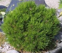 Сосна Гельдрейха Шмидта (Pinus heldreichii 'Schmidtii')