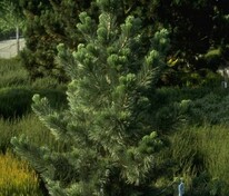 Сосна гибкая Фирмамент (Pinus flexilis 'Firmament')