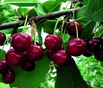 Вишня Прима (Prunus cerasus 'Prima')