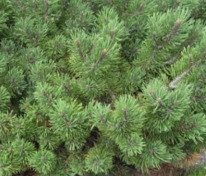 Сосна горная Карнак (Pinus mugo 'Krnak')