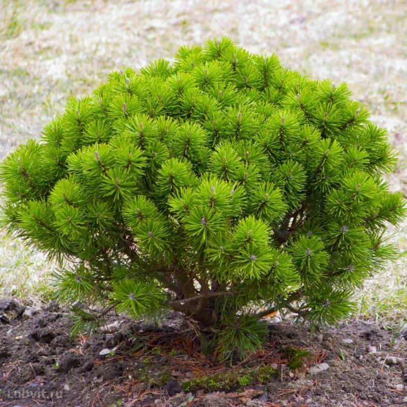 Сосна горная Корник (Pinus mugo 'Kornik')