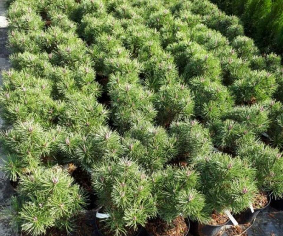 Сосна горная Корник (Pinus mugo 'Kornik')