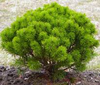 Сосна горная Корник (Pinus mugo 'Kornik')