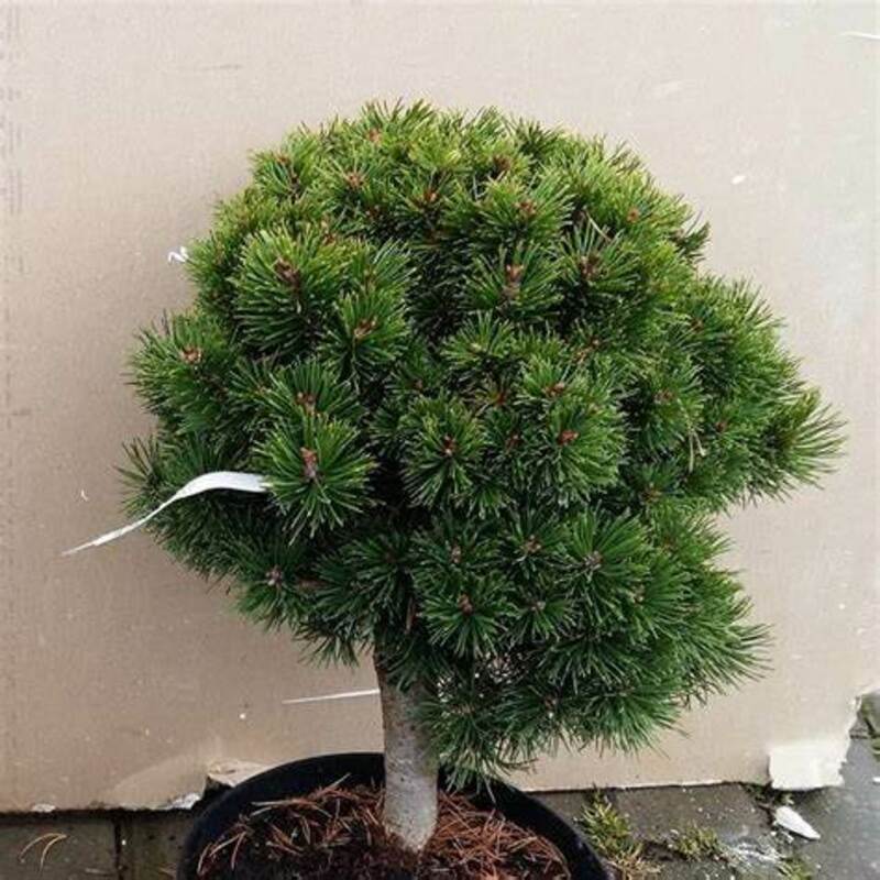 Сосна горная Лиллипут (Pinus mugo 'Liliput')