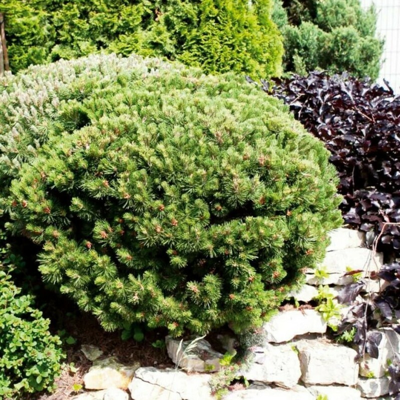 Сосна горная Лиллипут (Pinus mugo 'Liliput')