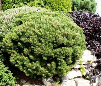 Сосна горная Лиллипут (Pinus mugo 'Liliput')