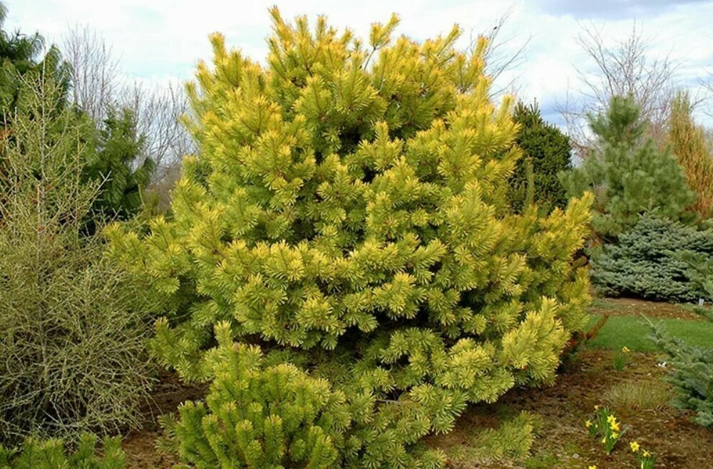 Сосна густоцветковая Ауреа (Pinus densiflora 'Aurea')