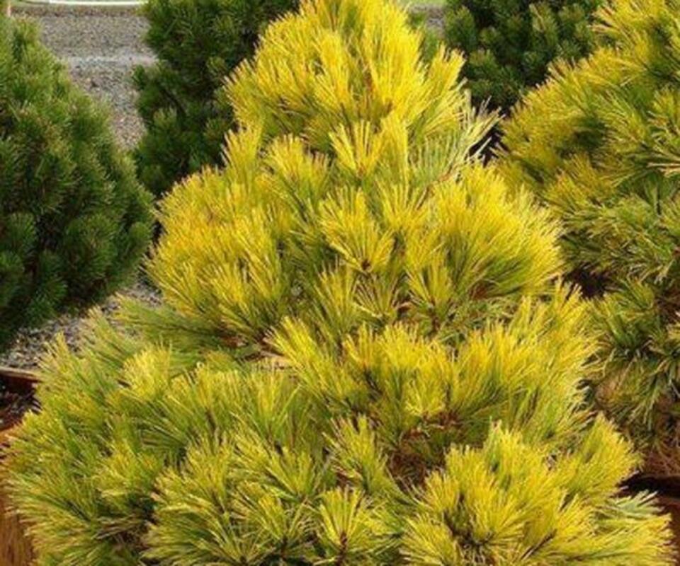 Сосна густоцветковая Ауреа (Pinus densiflora 'Aurea')