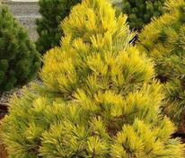 Сосна густоцветковая Ауреа (Pinus densiflora 'Aurea')