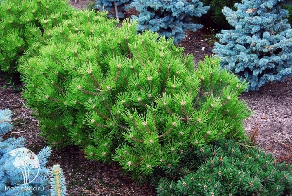 Сосна густоцветковая Лоу Глоу (Pinus densiflora 'Low Glow')