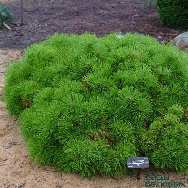 Сосна густоцветковая Лоу Глоу (Pinus densiflora 'Low Glow')