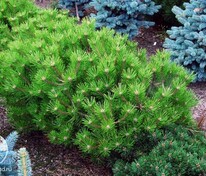 Сосна густоцветковая Лоу Глоу (Pinus densiflora 'Low Glow')