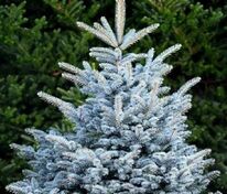 Ель колючая Мисти Блю (Picea pungens 'Misty Blue')