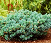 Ель колючая Соня (Picea pungens 'Sonia')