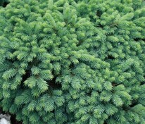 Ель обыкновенная "Waldbrund" (Вальдбрун)