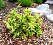 Ель обыкновенная Пуш (Picea abies 'Pusch')