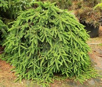 Ель обыкновенная Форманек (Picea abies 'Formanek')