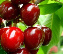 Вишня Скороспелка (Prunus cerasus 'Skorospelka')