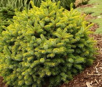 Ель сербская Певе Тиджин (Picea omorika 'Peve Tijn')