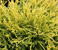 Кипарисовик горохоплодный Голден Моп (Chamaecyparis pisifera 'Golden Mop')