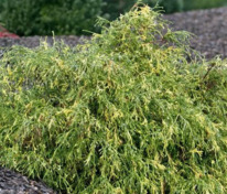 Кипарисовик горохоплодный Филифера Ауреоварьегата (Chamaecyparis pisifera 'Filifera Aureovariegata')