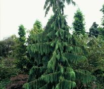 Кипарисовик нутканский Пендула (Chamaecyparis nootkatensis 'Pendula')