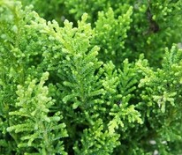 Кипарисовик тупой Драт (Chamaecyparis obtusa 'Drath')