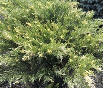 Можжевельник горизонтальный Андорра Вариегата (Juniperus horizontalis 'Andorra Variegata')