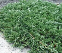 Можжевельник горизонтальный Глаука (Juniperus horizontalis 'Glauca')