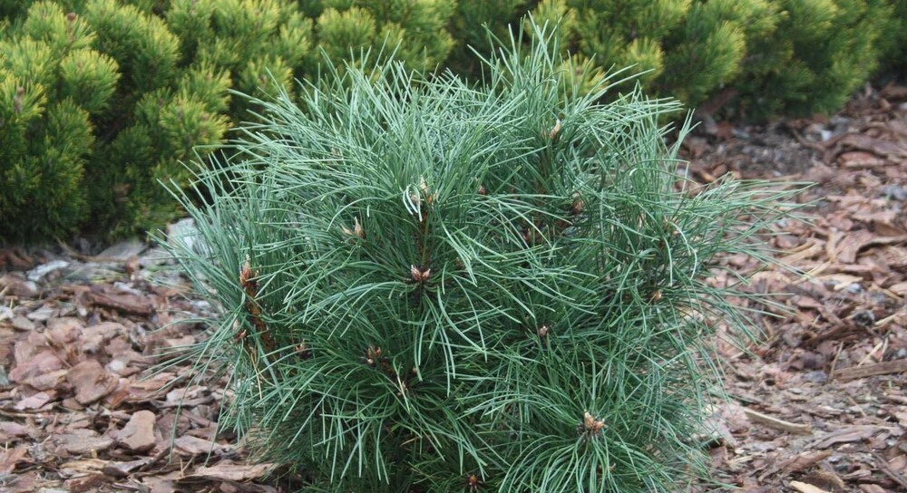 Сосна чёрная Глобоза (Pinus nigra 'Globosa')