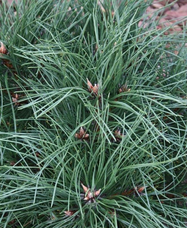 Сосна чёрная Глобоза (Pinus nigra 'Globosa')