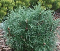Сосна чёрная Глобоза (Pinus nigra 'Globosa')
