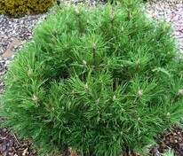 Сосна чёрная Оттос Компакт (Pinus nigra 'Ottos Compact')