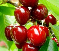 Вишня Тургеневка (Prunus cerasus 'Turgenevka')