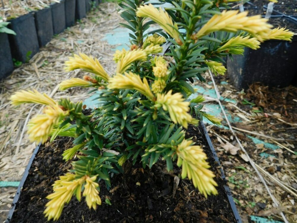 Тис ягодный Элегантиссима (Taxus baccata 'Elegantissima')