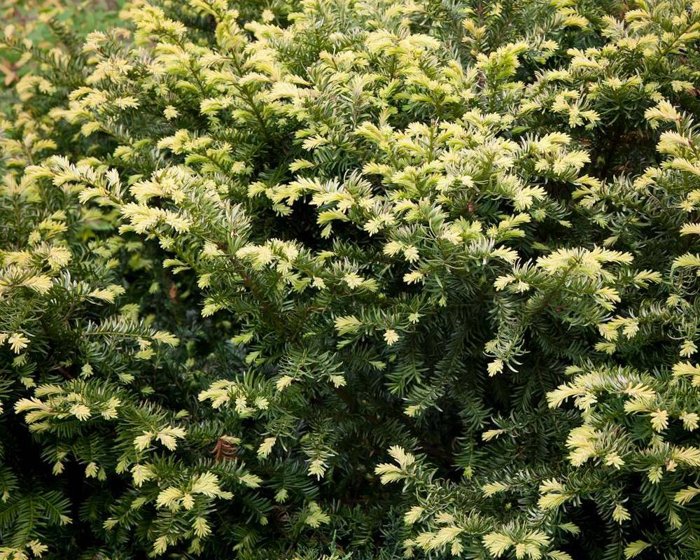 Тис ягодный Элегантиссима (Taxus baccata 'Elegantissima')