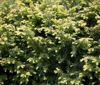 Тис ягодный Элегантиссима (Taxus baccata 'Elegantissima')