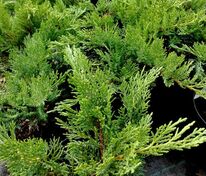 Можжевельник казацкий Кнап Хилл (Juniperus sabina 'Knap Hill')